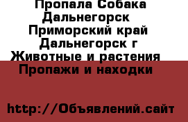 Пропала Собака Дальнегорск - Приморский край, Дальнегорск г. Животные и растения » Пропажи и находки   